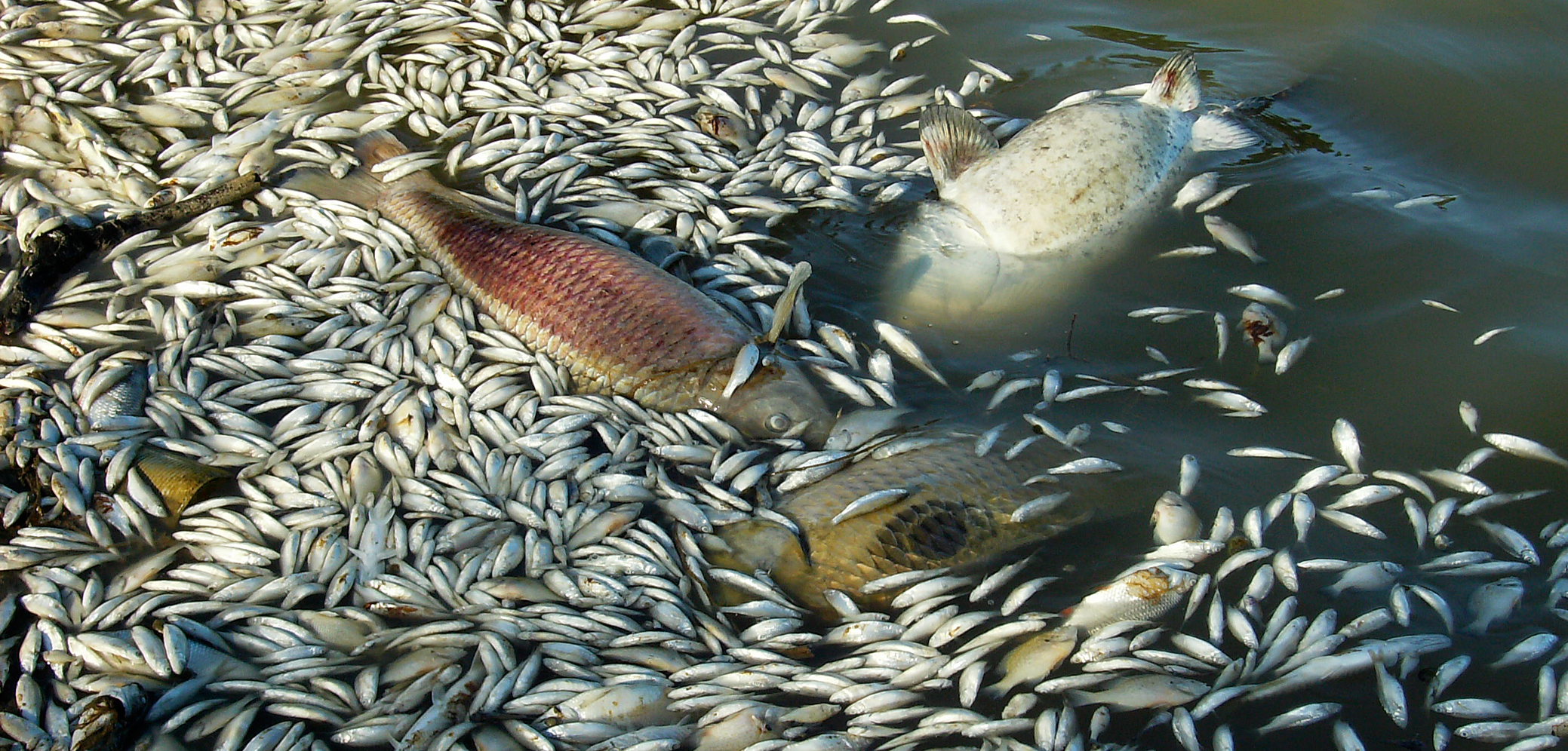 pollution des eaux