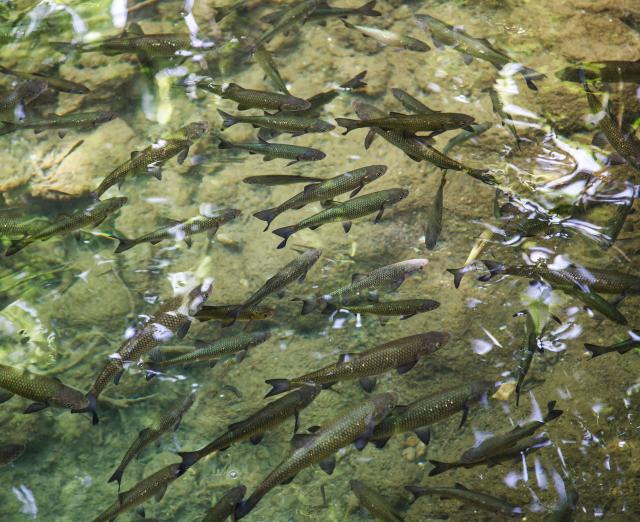 Poissons d'eau douce
