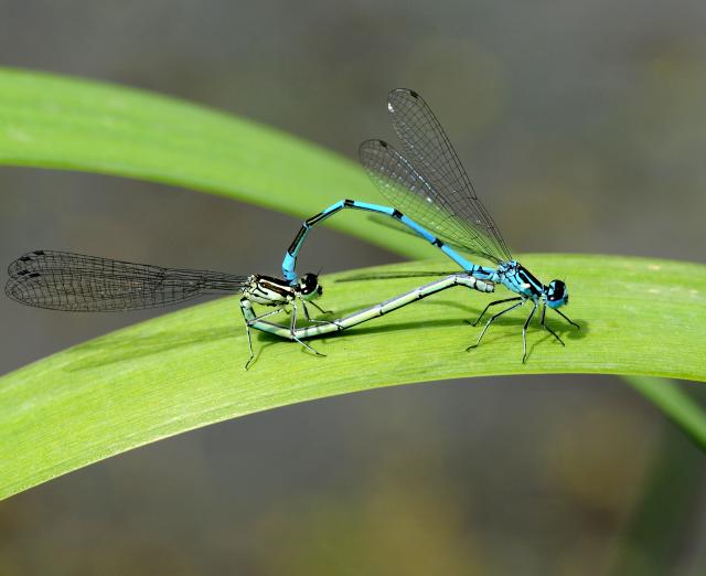 Copulation de libellules Coenagrion puella