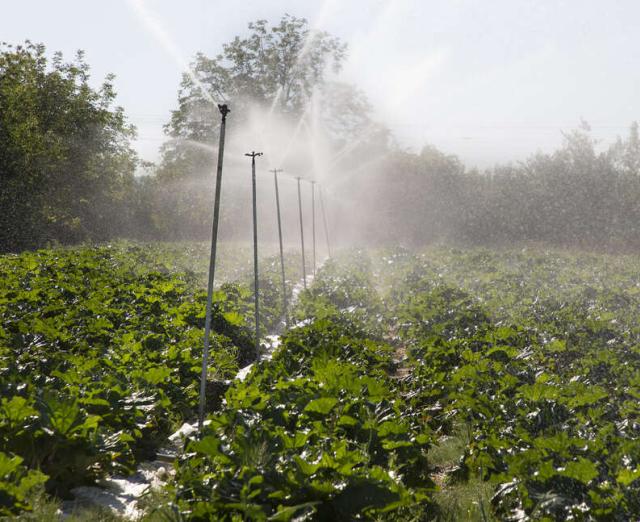 Irrigation