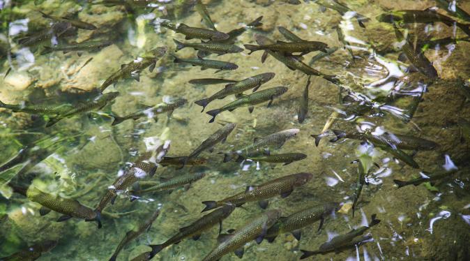 Banc de poissons