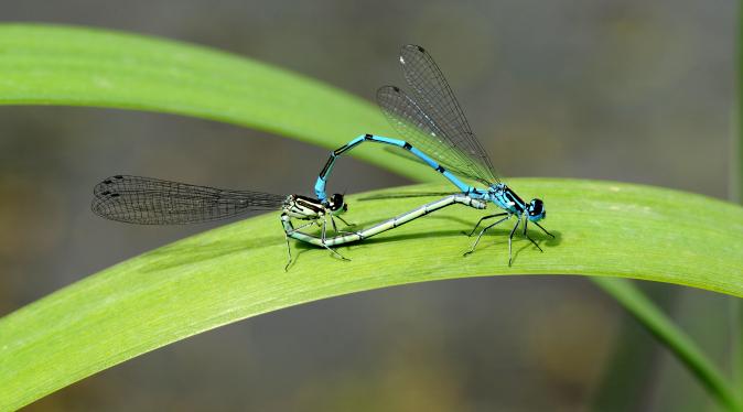 Copulation de libellules Coenagrion puella