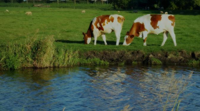 Vaches broutant près d'un cours d'eau