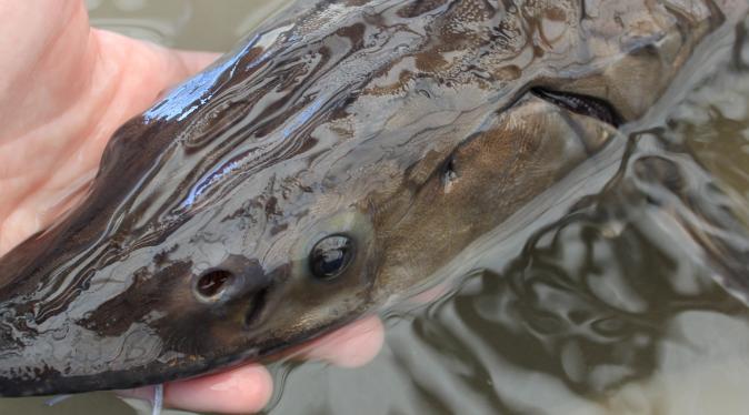 esturgeon européen poisson amphihalin 