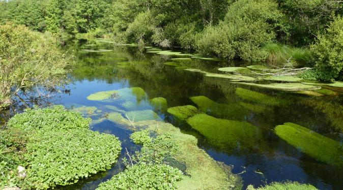 Ecrin de verdure