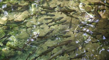 Poissons d'eau douce Poissons d'eau douce