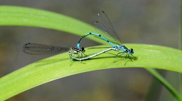 Copulation de libellules Coenagrion puella Copulation de libellules Coenagrion puella
