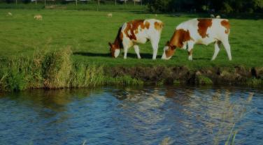 Vaches broutant près d'un cours d'eau