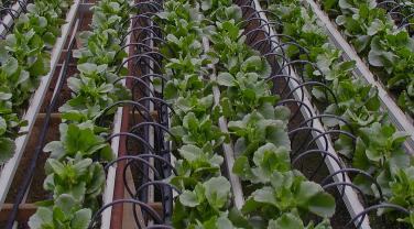 Irrigation par tuyaux de goutte-à-goutte Irrigation par tuyaux de goutte-à-goutte