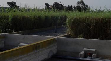 Filtre planté de roseaux, Maroc