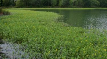 Jussie, espèce exotique envahissante