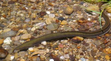 Anguille européenne