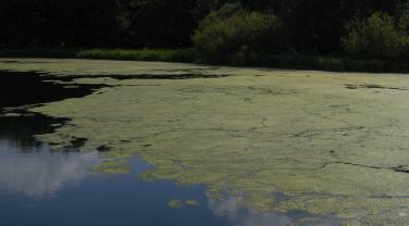 Eutrophisation d'un lac  par des algues, Allemagne