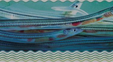 2015-2018, le point sur 4 années de mise en œuvre du plan national de gestion de l’anguille européenne