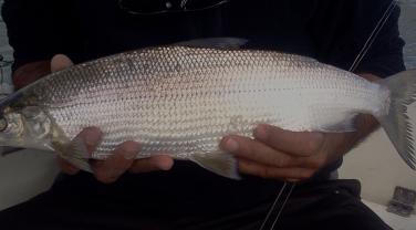 Corégone du Lac du Bourget