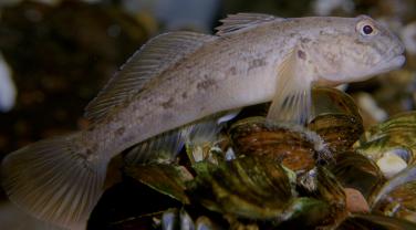 Gobie à tâche noire (Neogobius melanostomus)