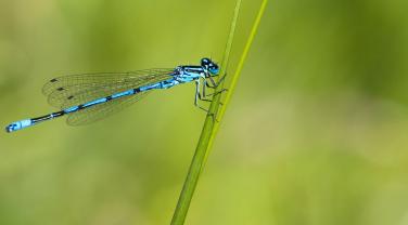 Libellule bleue ou demoiselle dont la larve est aquatique Libellule bleue ou demoiselle dont la larve est aquatique