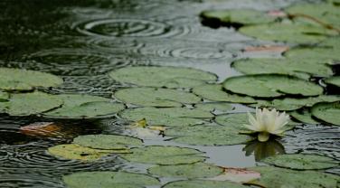 Infographie Eau et milieux aquatiques en Île-de-France, 2018