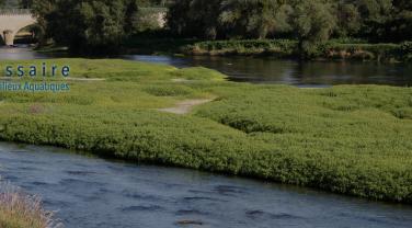 Atterrissement colonisé par la végétation sur la Loire à Digoin, OIEau