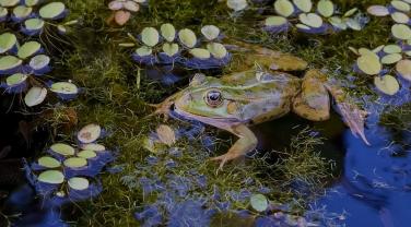 Grenouille au milieu de plantes aquatiques