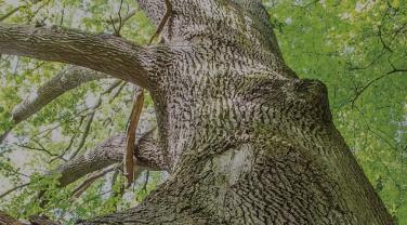 Arbre, Guide d’aide au suivi des mesures d’évitement, de réduction et de compensation des impacts d’un projet sur les milieux naturels, Mission Économie de la biodiversité