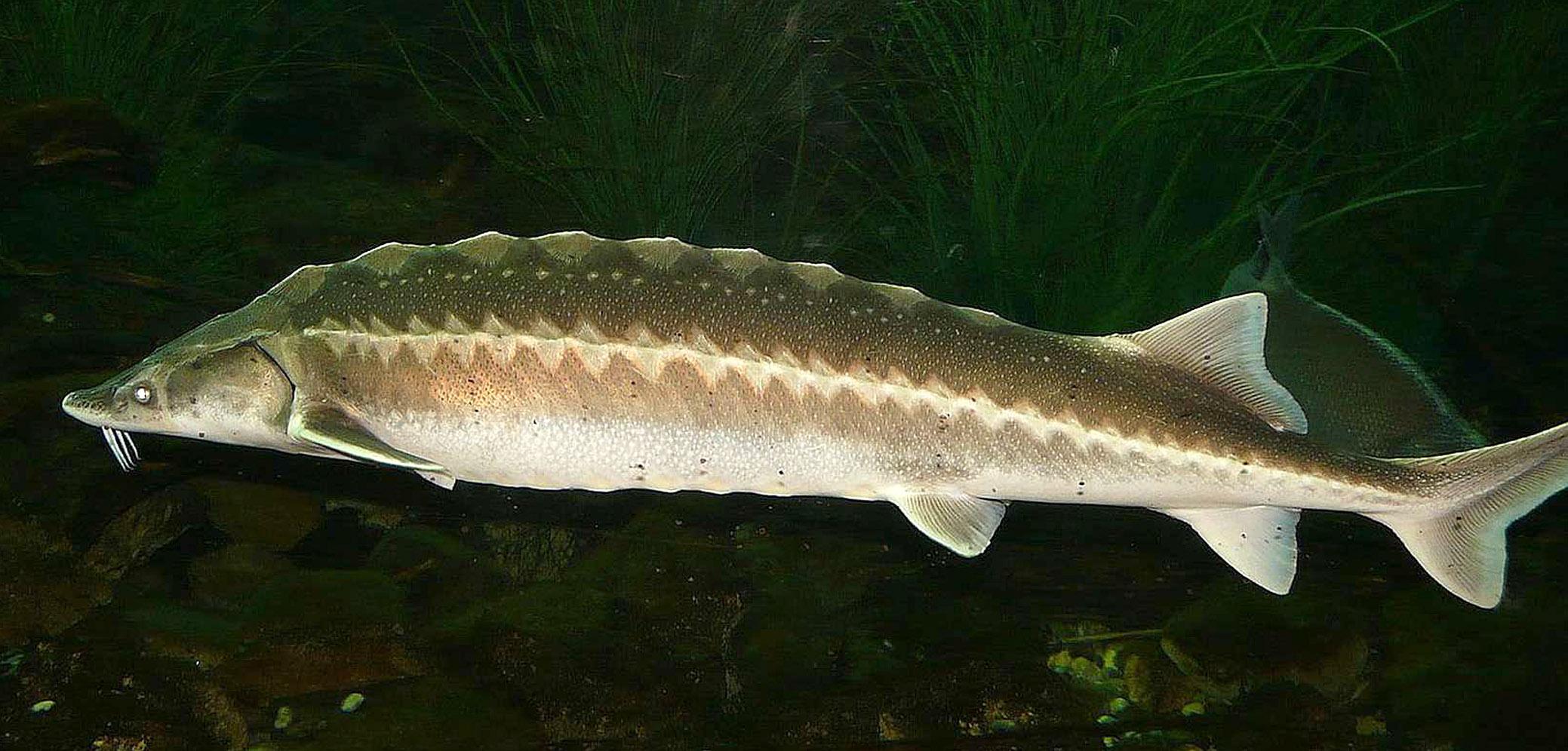 Préserver et restaurer la biodiversité aquatique Eaufrance — free download