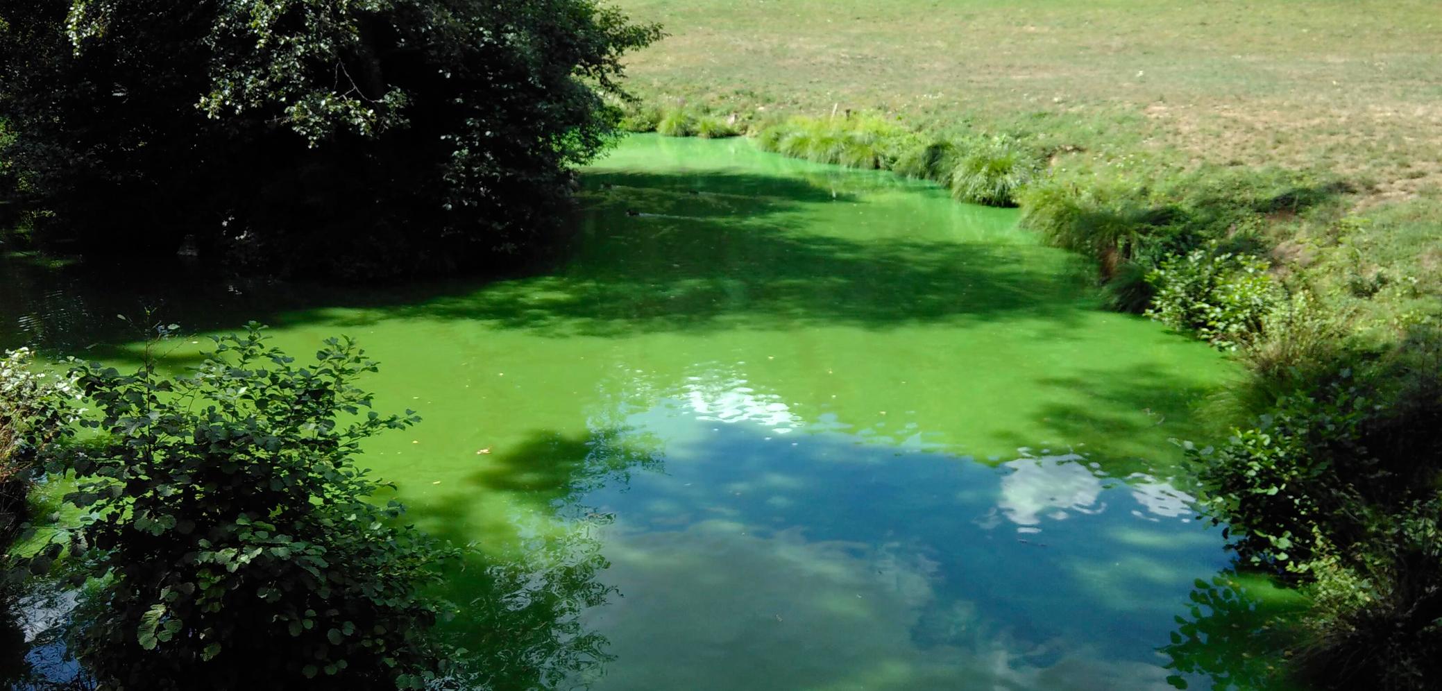 Prolifération algale dans un plan d'eau en Maine-et-Loire, manifestation du phénomène d'eutrophisation OIEau