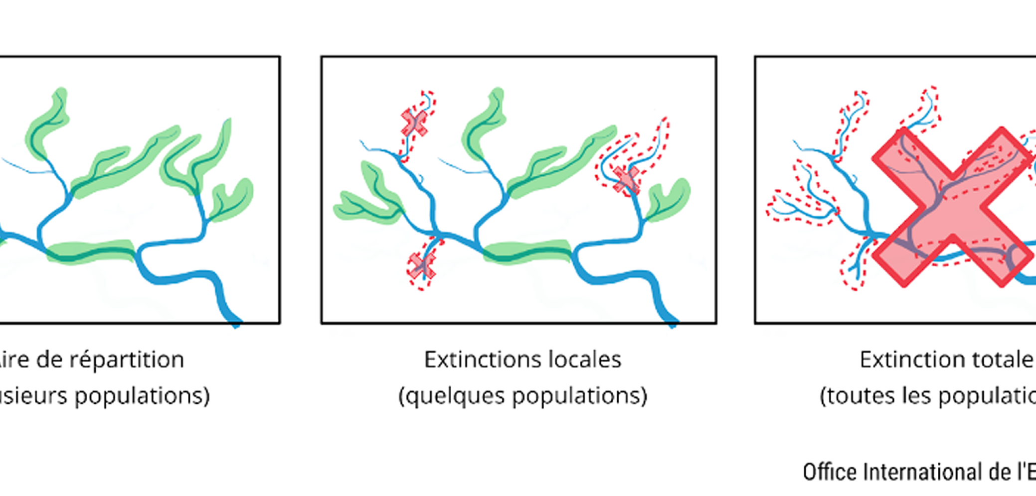 Schéma Extinction locale ou totale d'une espèce OIEau Schéma Extinction locale ou totale d'une espèce OIEau