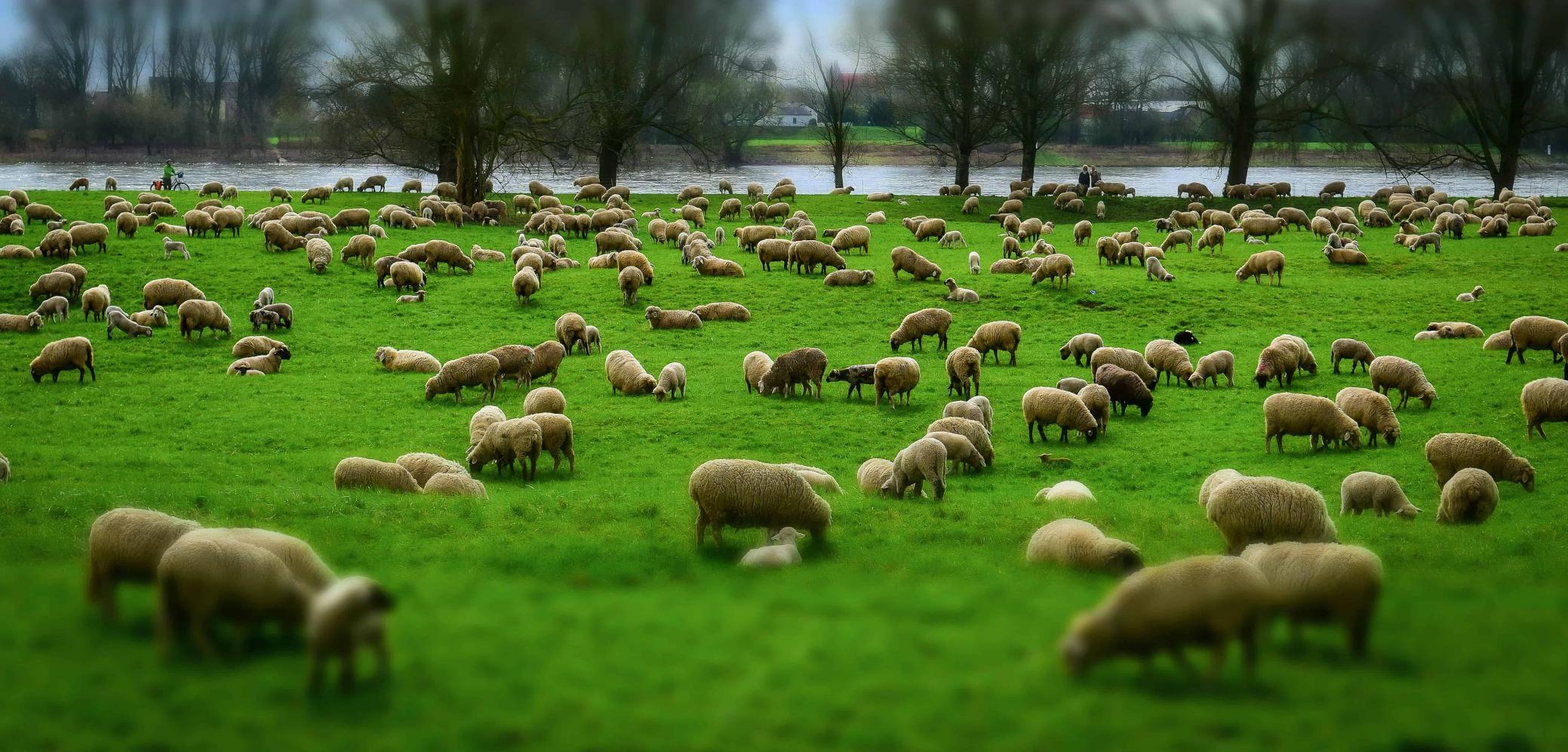 Troupeau de moutons Troupeau de moutons