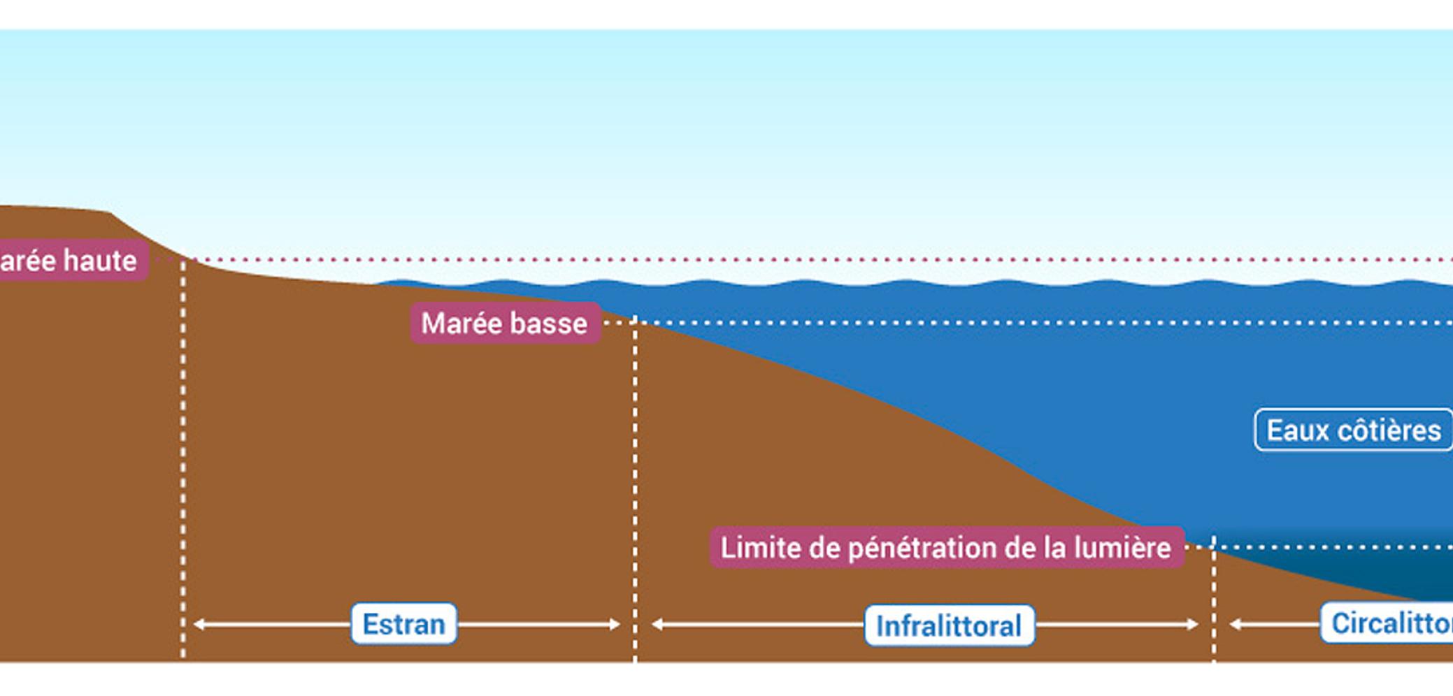 Wallpaper Les Eaux Cotieres Ecosystemes Riches Et Diversifies Eaufrance Free HD