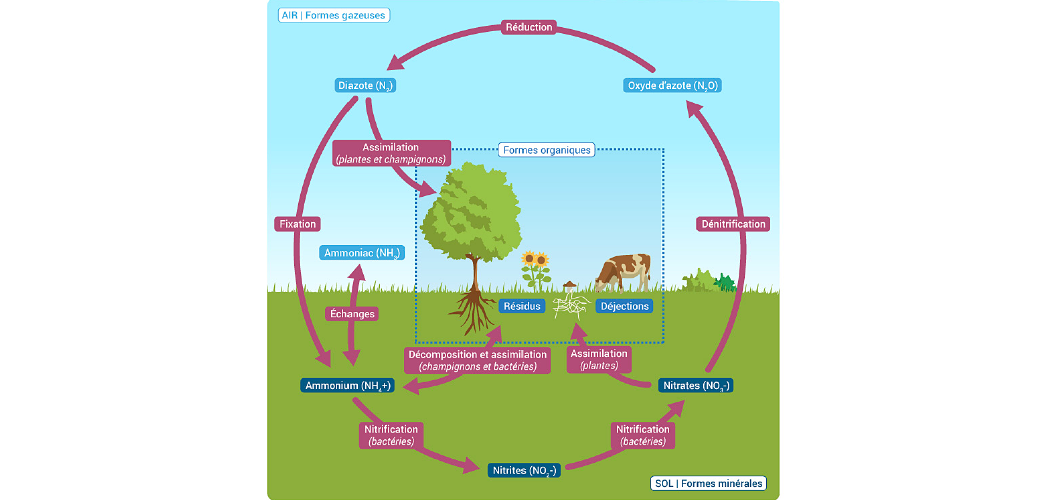 Le cycle de l'azote Le cycle de l'azote