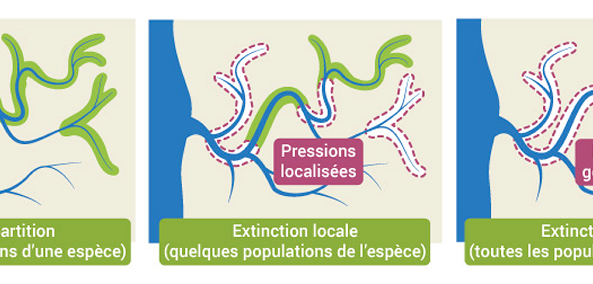 L'extinction d'une espèce L'extinction d'une espèce