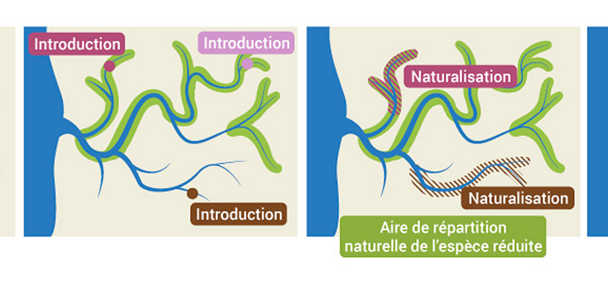 L'introduction d'espèces exotiques envahissantes L'introduction d'espèces exotiques envahissantes