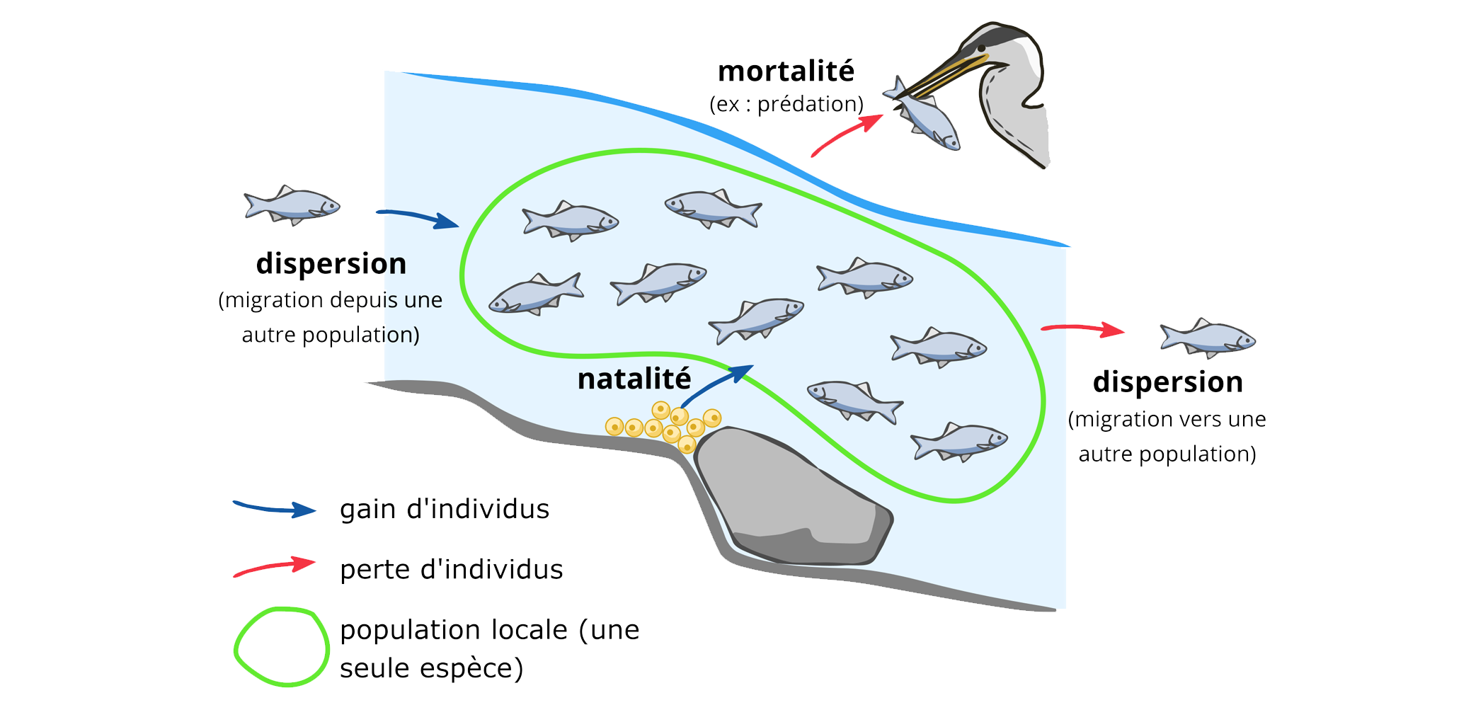La dynamique des populations Exemple d'une population de poisson dans une rivière La dynamique des populations Exemple d'une population de poisson dans une rivière