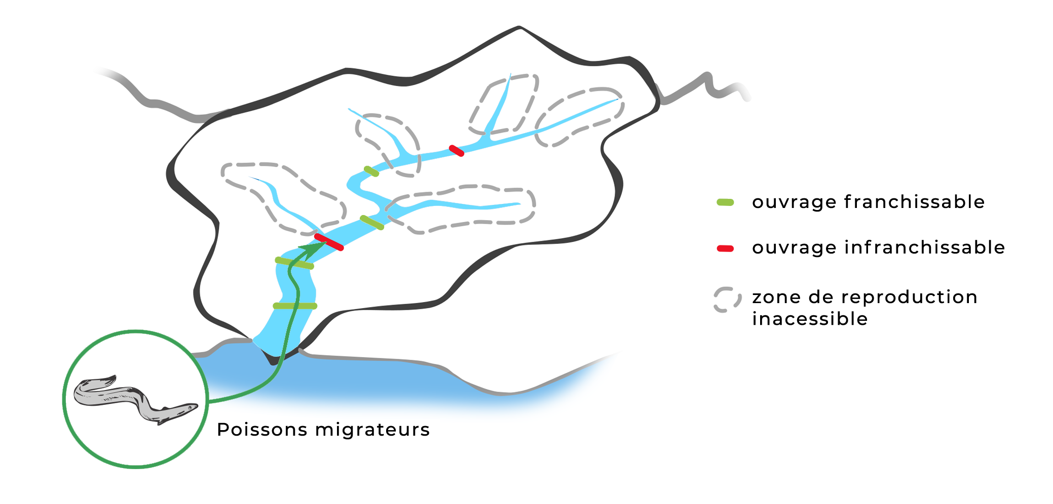 Schéma La discontinuité écologique L'impact des obstacles à l'écoulement sur les poissons migrateurs OIEau Schéma La discontinuité écologique L'impact des obstacles à l'écoulement sur les poissons migrateurs OIEau