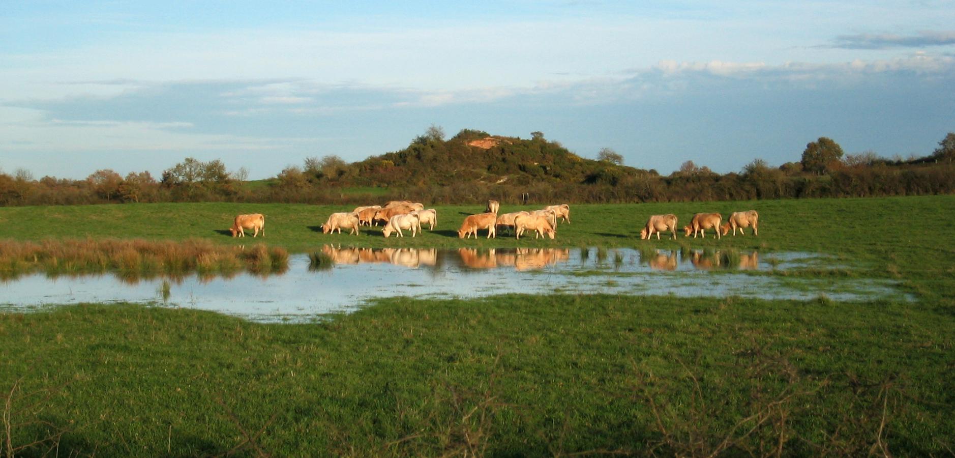 Élevage en prairie inondable en Brenne