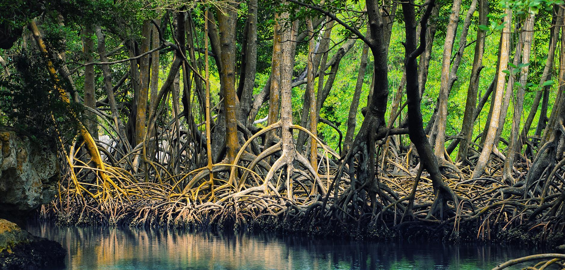 Palétuviers de la mangrove