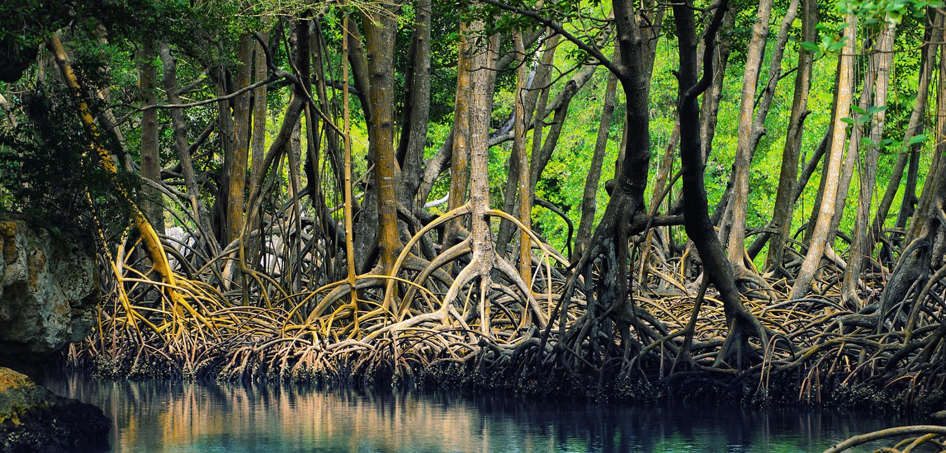 Palétuviers de la mangrove Palétuviers de la mangrove