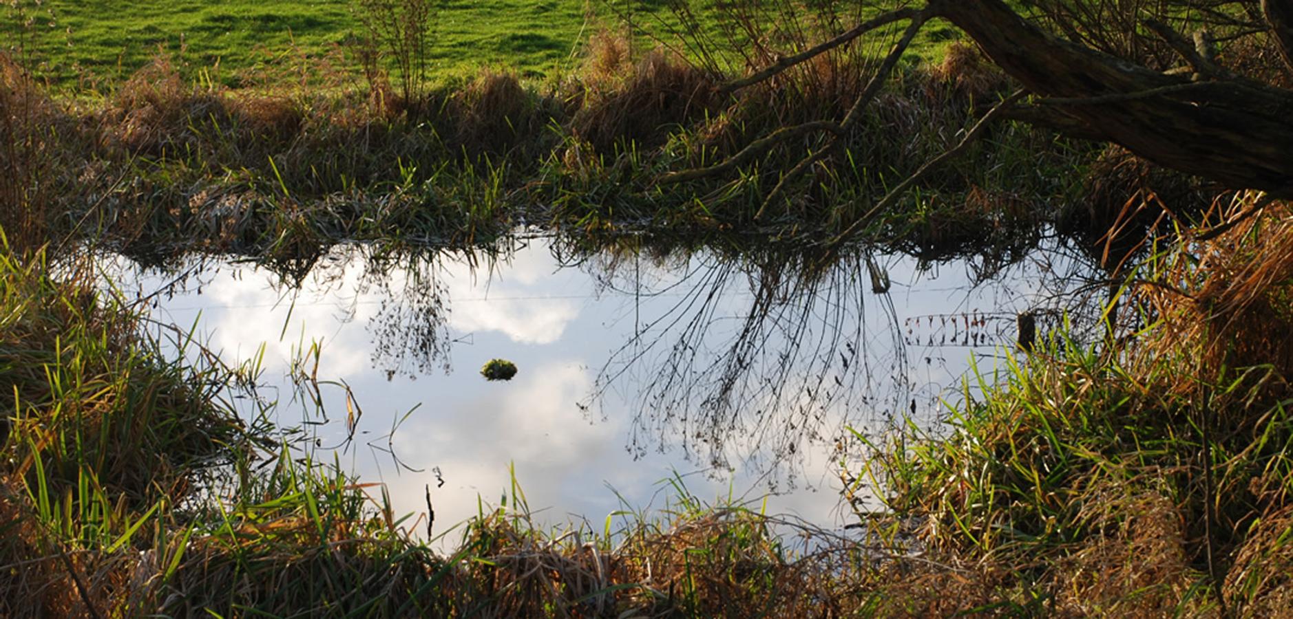 Mare artificielle au milieu d’une prairie