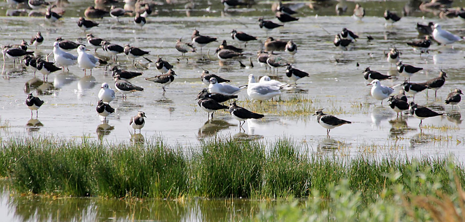 Vanneaux huppés et mouettes rieuses en hivernage dans une zone humide Vanneaux huppés et mouettes rieuses en hivernage dans une zone humide