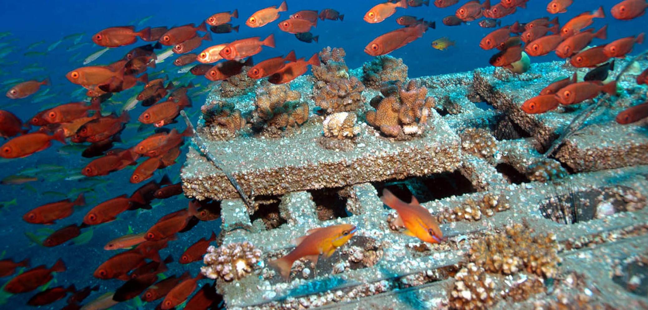 Récifs artificiels : structure en béton de type « Reef ball » et poissons écureuils, La Réunion © Quod Jean-Pascal, Documentation Ifrecor - CC BY-NC-SA 4.0