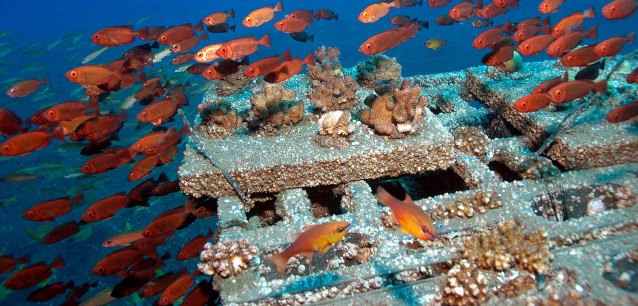 Récifs artificiels : structure en béton de type « Reef ball » et poissons écureuils, La Réunion © Quod Jean-Pascal, Documentation Ifrecor - CC BY-NC-SA 4.0 Récifs artificiels : structure en béton de type « Reef ball » et poissons écureuils, La Réunion © Quod Jean-Pascal, Documentation Ifrecor - CC BY-NC-SA 4.0