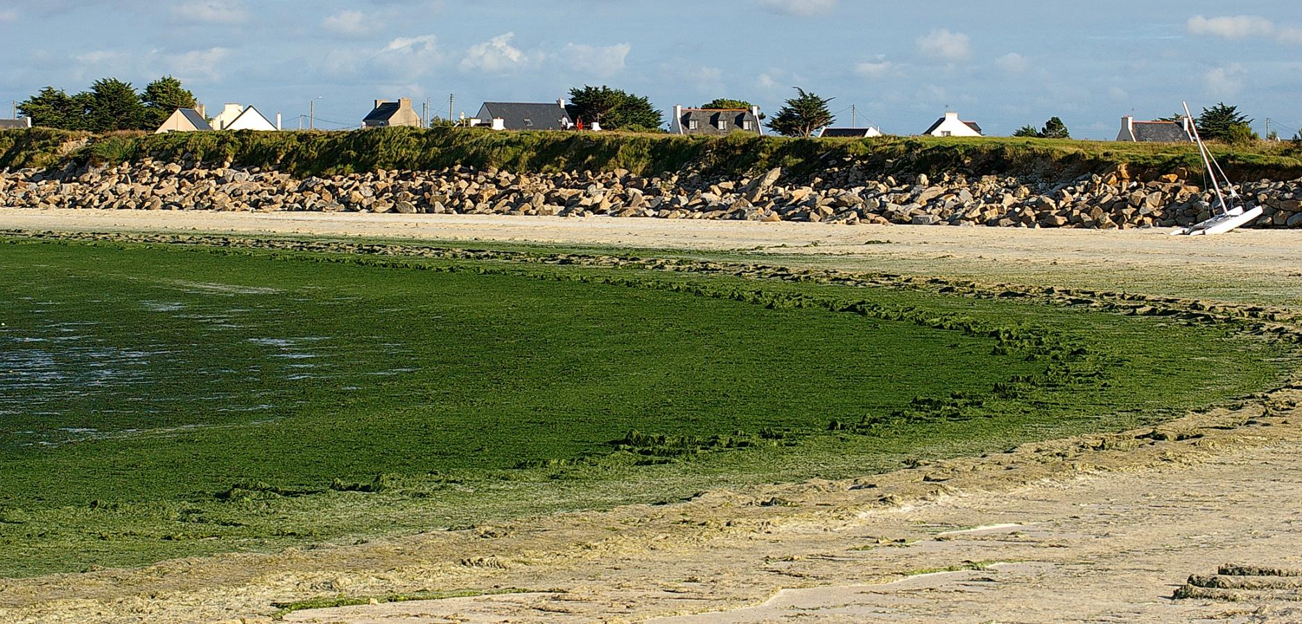 Prolifération d'algues vertes sur une plage en Bretagne Prolifération d'algues vertes sur une plage en Bretagne