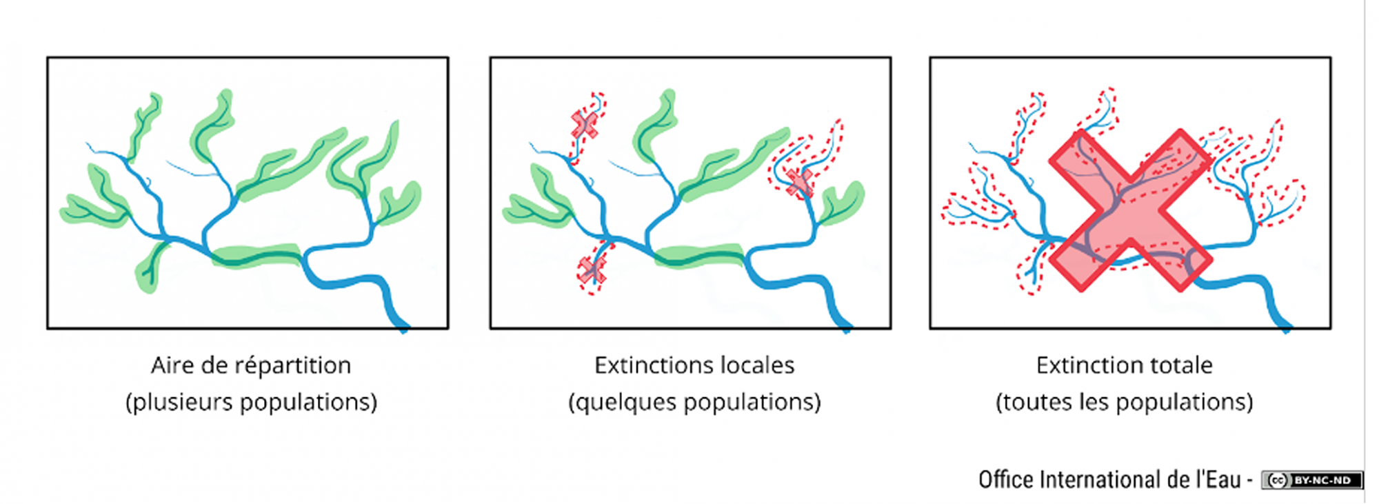 Schéma Extinction locale ou totale d'une espèce OIEau Schéma Extinction locale ou totale d'une espèce OIEau