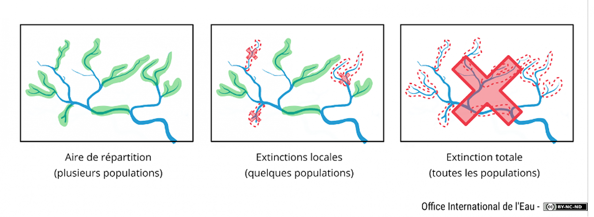 Schéma Extinction locale ou totale d'une espèce OIEau