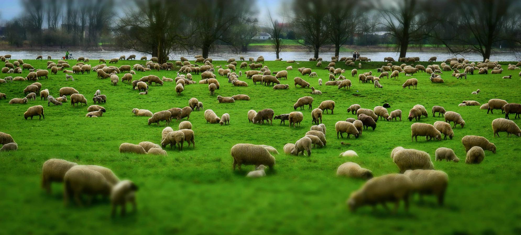 Troupeau de moutons Troupeau de moutons