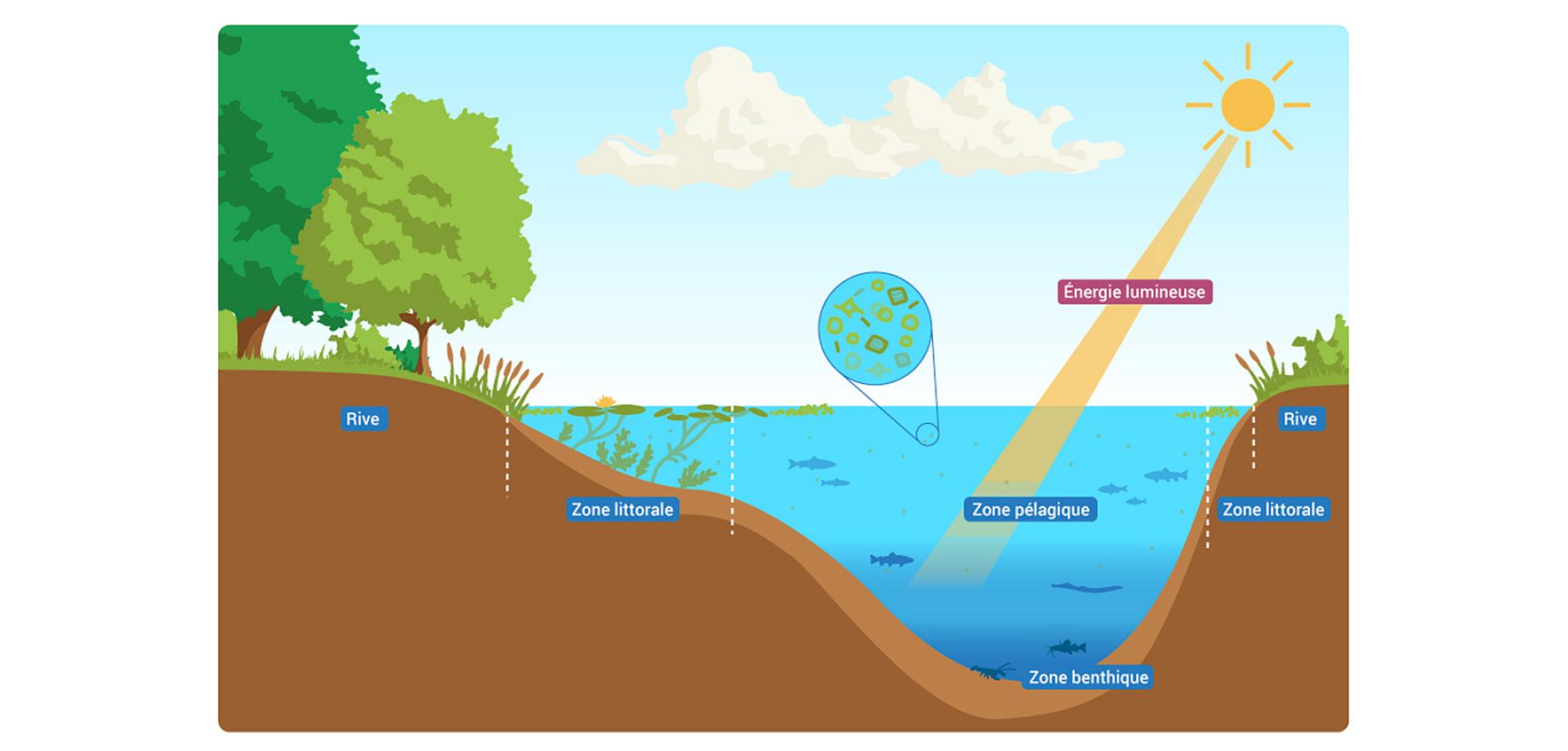 La structure des plans d'eau