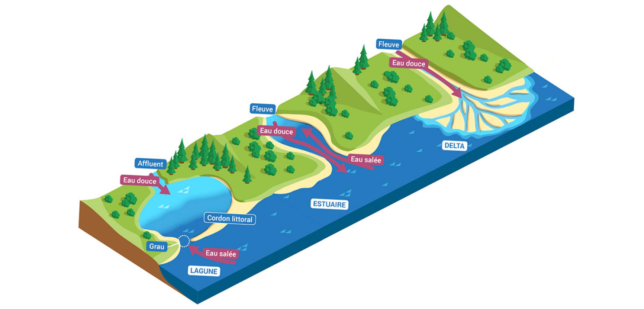 Lagunes, estuaires et deltas