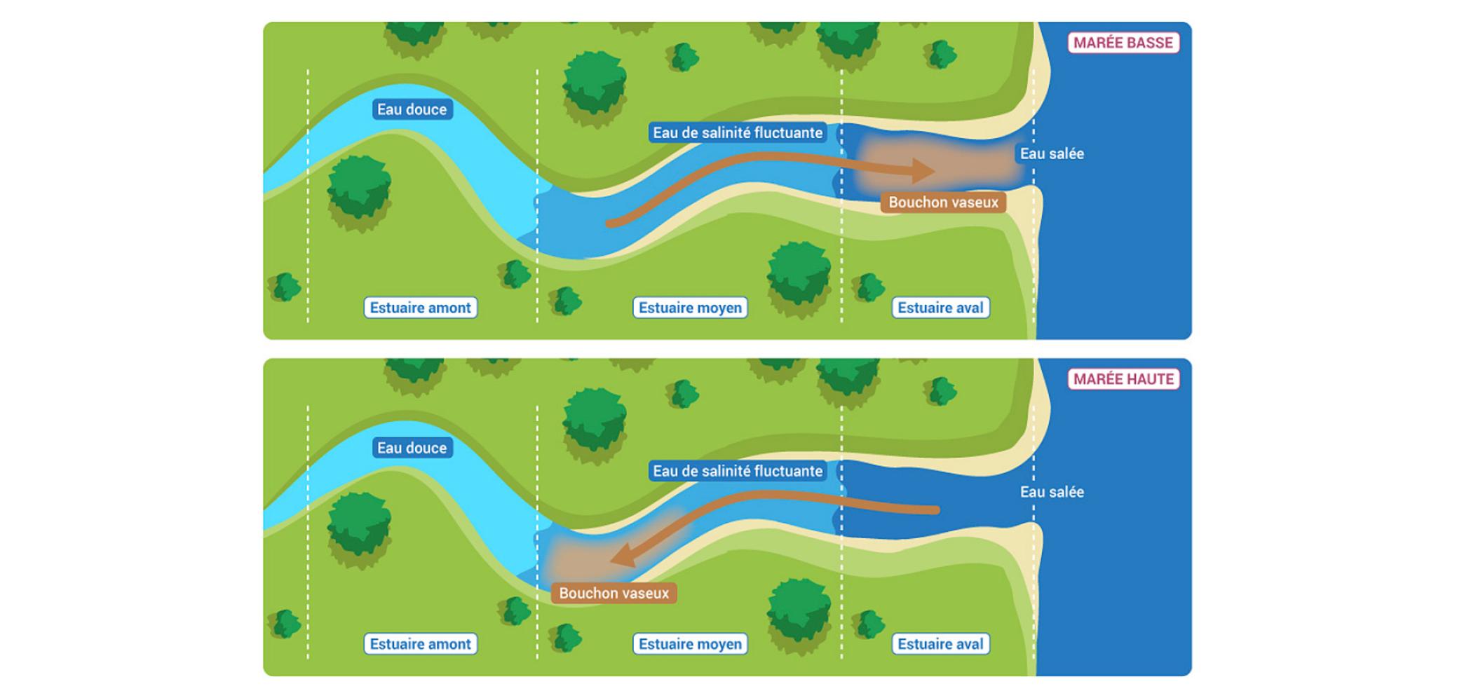 Des fluctuations de salinité et de turbidité dans l’estuaire