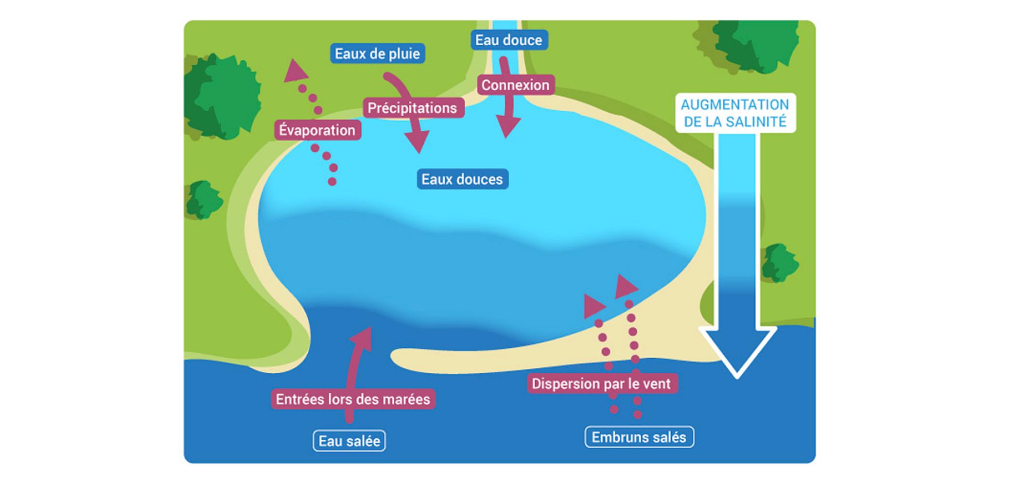 Des fluctuations de salinité dans le delta